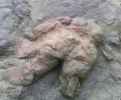 Philmont_Scout_Ranch_Tyrannosaurus_footprint.jpg