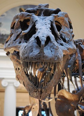 Sue_TRex_Skull_Full_Frontal.JPG